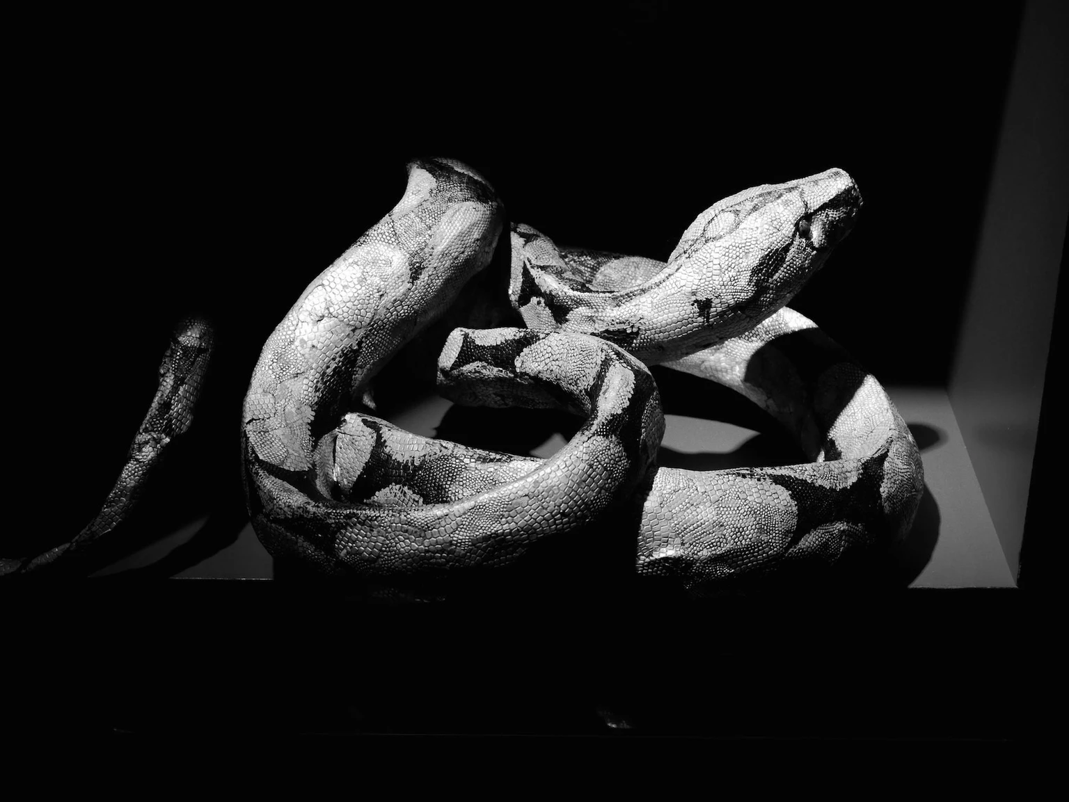 Sculptures en papier